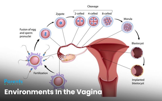 Environments In the Vagina