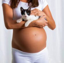 Can Cats Sense Pregnancy