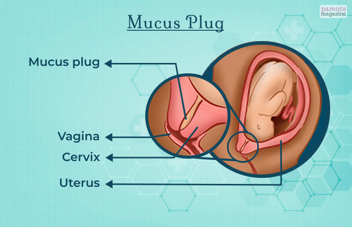 What Is Mucus Plug?