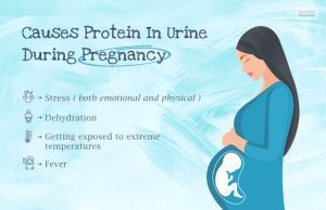 Protein In Urine During Pregnancy? All Questions Answered