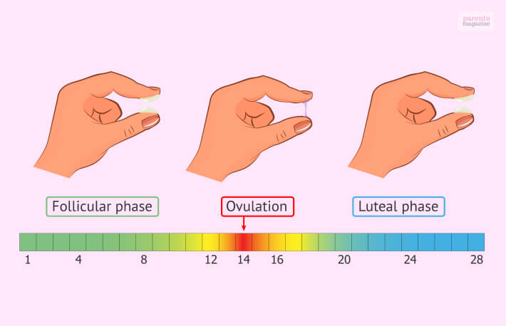 How To Check The Level Of Cervical Fluid