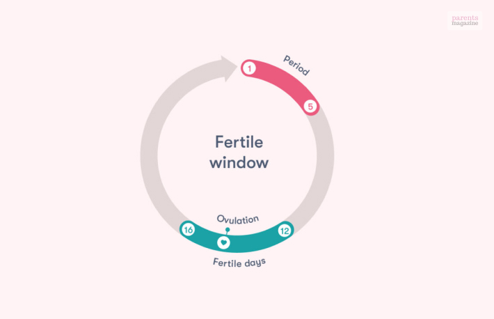 When Do You Have Your Fertile Window