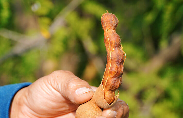 Tamarind