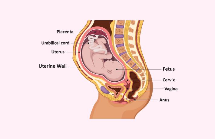 Anatomy Of The Fetus