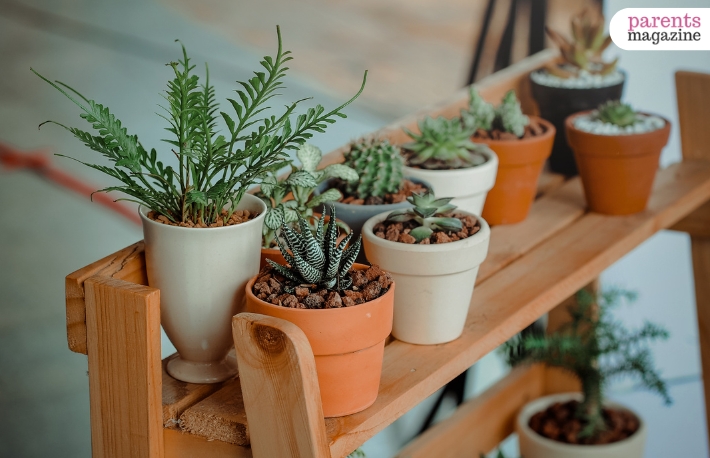 Potted Plants