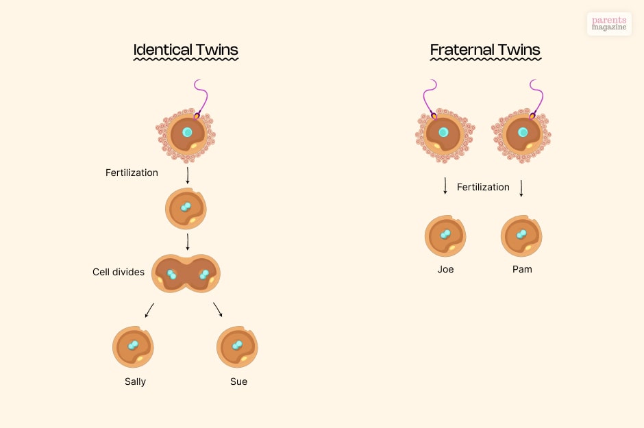 Identical vs Fraternal Twins: The Difference