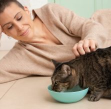 Low-Energy Pets