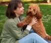 Groodle vs Labradoodle vs Cavoodle