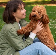 Groodle vs Labradoodle vs Cavoodle